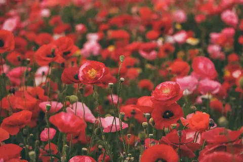 Poppy Field 4K Wallpaper · flowers · 3840×2560