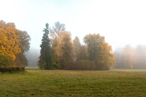 Fondo de pantalla Bosque con niebla 4K · nature · 3840×2560