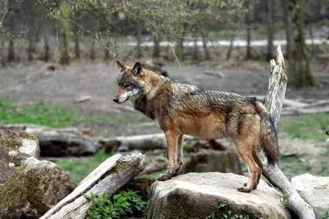 Wolf 4K Wallpaper · animals · 3840×2560