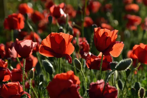 罌粟花田 4K桌布 · flowers · 3840×2560