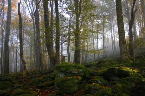 Nebliger Wald 4K Hintergrundbild · nature · 3840×2561