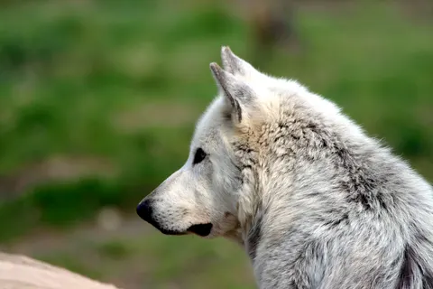 خلفية ذئب بدقة 4K · animals · 3840×2560