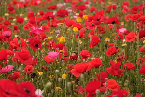 罂粟花田 4K壁纸 · flowers · 3840×2560