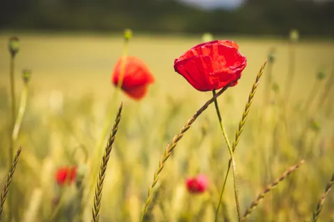 罂粟花田 4K壁纸 · flowers · 3840×2560
