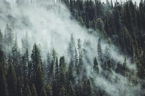 Fondo de pantalla Bosque con niebla 4K · nature · 3840×2561