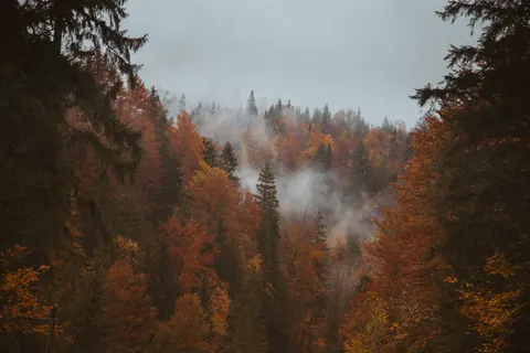 Foggy Forest 4K Wallpaper · nature · 3840×2560
