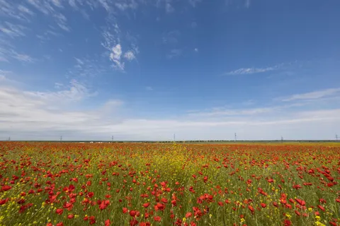 罂粟花田 4K壁纸 · flowers · 3840×2560