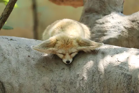Fond d'écran Renard 4K · animals · 3840×2560