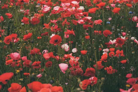 Poppy Field 4K Wallpaper · flowers · 3840×2560