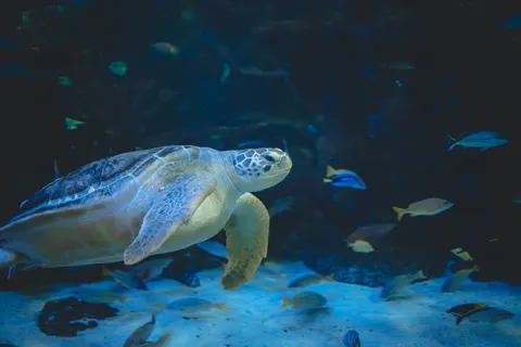 ウミガメ 4K壁紙 · ocean · 3840×2560