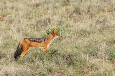 Fuchs 4K Hintergrundbild · animals · 3840×2563
