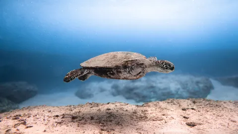 ウミガメ 4K壁紙 · ocean · 3840×2160