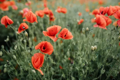 Poppy Field 4K Wallpaper · flowers · 3840×2560