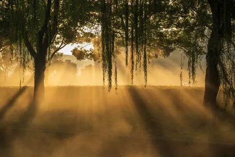 안개 낀 숲 4K 배경화면 · nature · 3840×2560