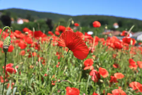 Fond d'écran Champ de coquelicots 4K · flowers · 3840×2560
