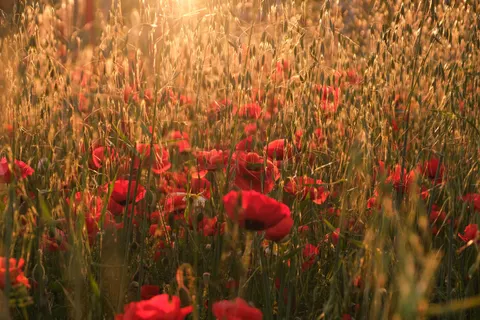 Poppy Field 4K Wallpaper · flowers · 3840×2560