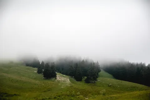 Fond d'écran Forêt brumeuse 4K · nature · 3840×2560