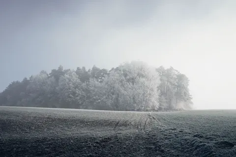 안개 낀 숲 4K 배경화면 · nature · 3840×2560