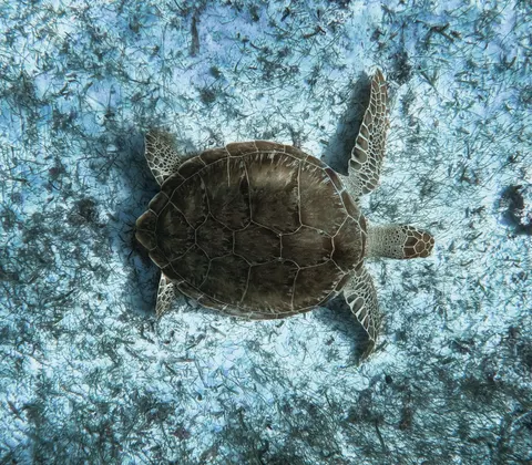 ウミガメ 4K壁紙 · ocean · 3840×3360