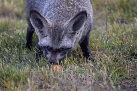Fond d'écran Renard 4K · animals · 3840×2561
