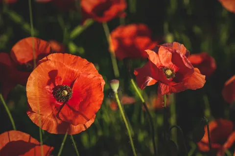 罌粟花田 4K桌布 · flowers · 3840×2560