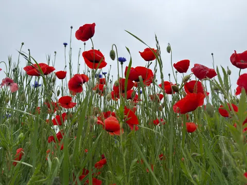 罌粟花田 4K桌布 · flowers · 3840×2880