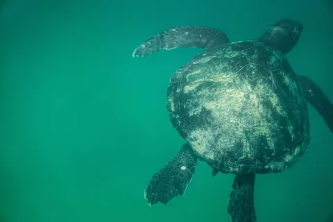 ウミガメ 4K壁紙 · ocean · 3840×2560