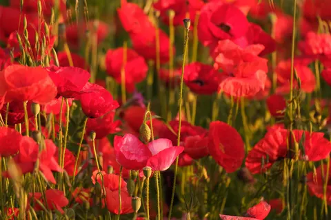 Poppy Field 4K Wallpaper · flowers · 3840×2560
