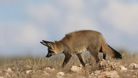 Fond d'écran Renard 4K · animals · 3840×2160