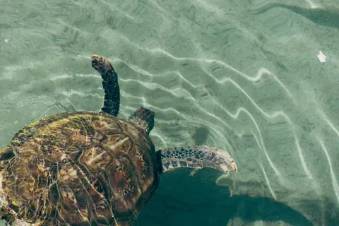 ウミガメ 4K壁紙 · ocean · 3840×2560