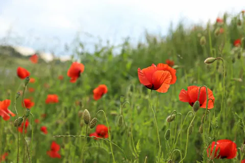 Poppy Field 4K Wallpaper · flowers · 3840×2560