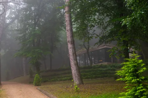 Fondo de pantalla Bosque con niebla 4K · nature · 3840×2560
