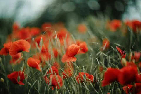 Poppy Field 4K Wallpaper · flowers · 3840×2560