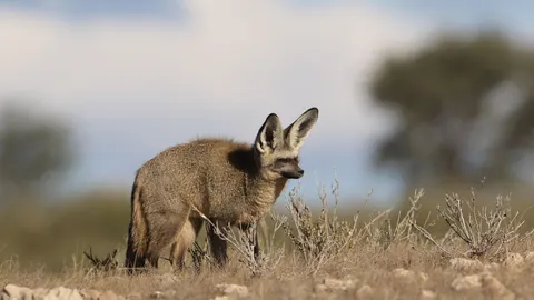 Fond d'écran Renard 4K · animals · 3840×2160