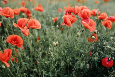 Poppy Field 4K Wallpaper · flowers · 3840×2560