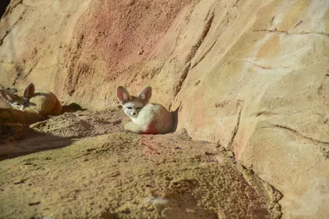 Fond d'écran Renard 4K · animals · 3840×2563