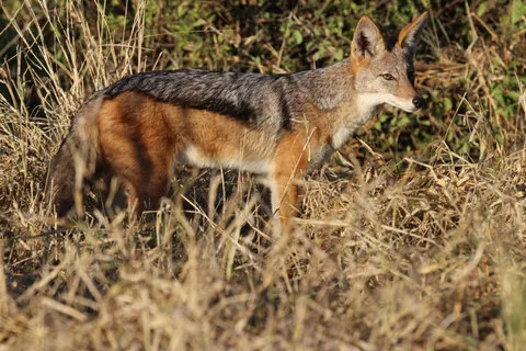 Fox 4K Wallpaper · animals · 3840×2560