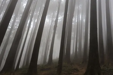 안개 낀 숲 4K 배경화면 · nature · 3840×2560