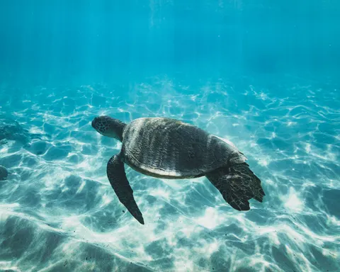 Wallpaper Penyu Laut 4K · ocean · 3840×3072