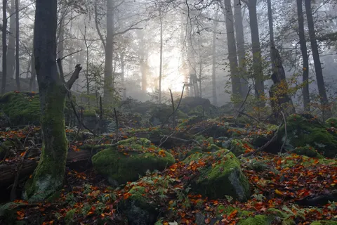 안개 낀 숲 4K 배경화면 · nature · 3840×2561