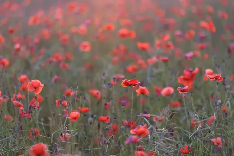 Poppy Field 4K Wallpaper · flowers · 3840×2561