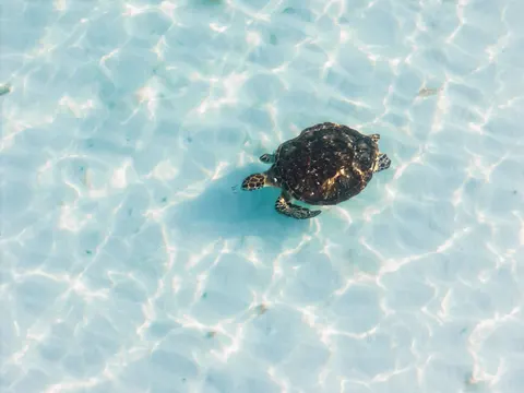 समुद्री कछुआ 4K वॉलपेपर · ocean · 3840×2880