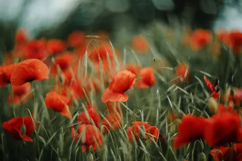 罌粟花田 4K桌布 · flowers · 3840×2560