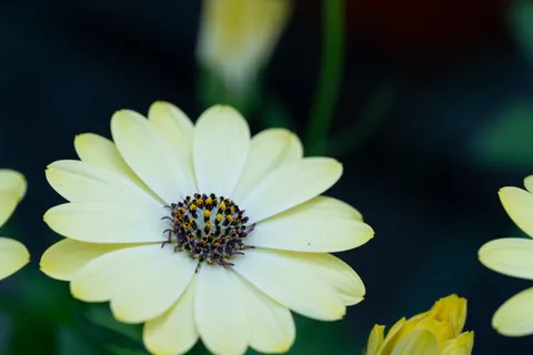 Flower Macro 4K Wallpaper · flowers · 3840×2561
