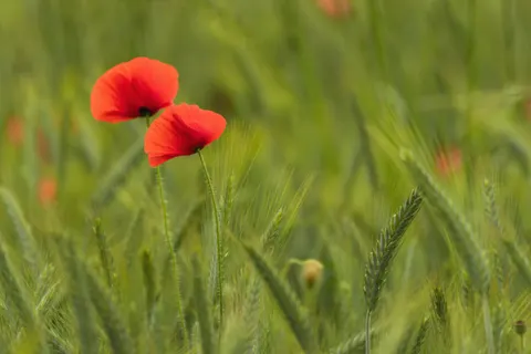 Fond d'écran Champ de coquelicots 4K · flowers · 3840×2561