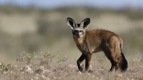 Fond d'écran Renard 4K · animals · 3840×2160
