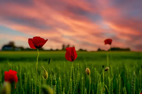 罂粟花田 4K壁纸 · flowers · 3840×2560