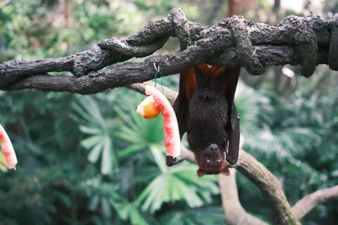 Fondo de pantalla Zorro 4K · animals · 3840×2560