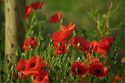 Poppy Field 4K Wallpaper · flowers · 3840×2560