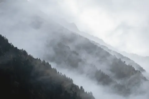 안개 낀 숲 4K 배경화면 · nature · 3840×2560